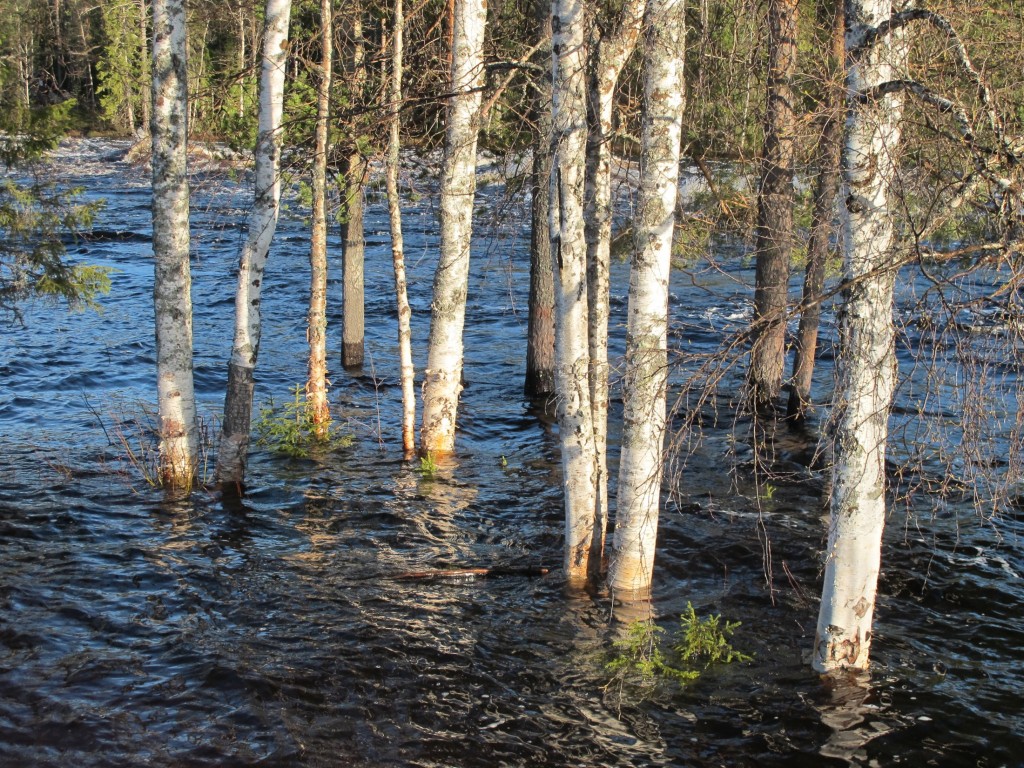 RESILIENCIAspring-meltwater-floods-forest-near-rovaniemi-finland_4670-2200x1650px
